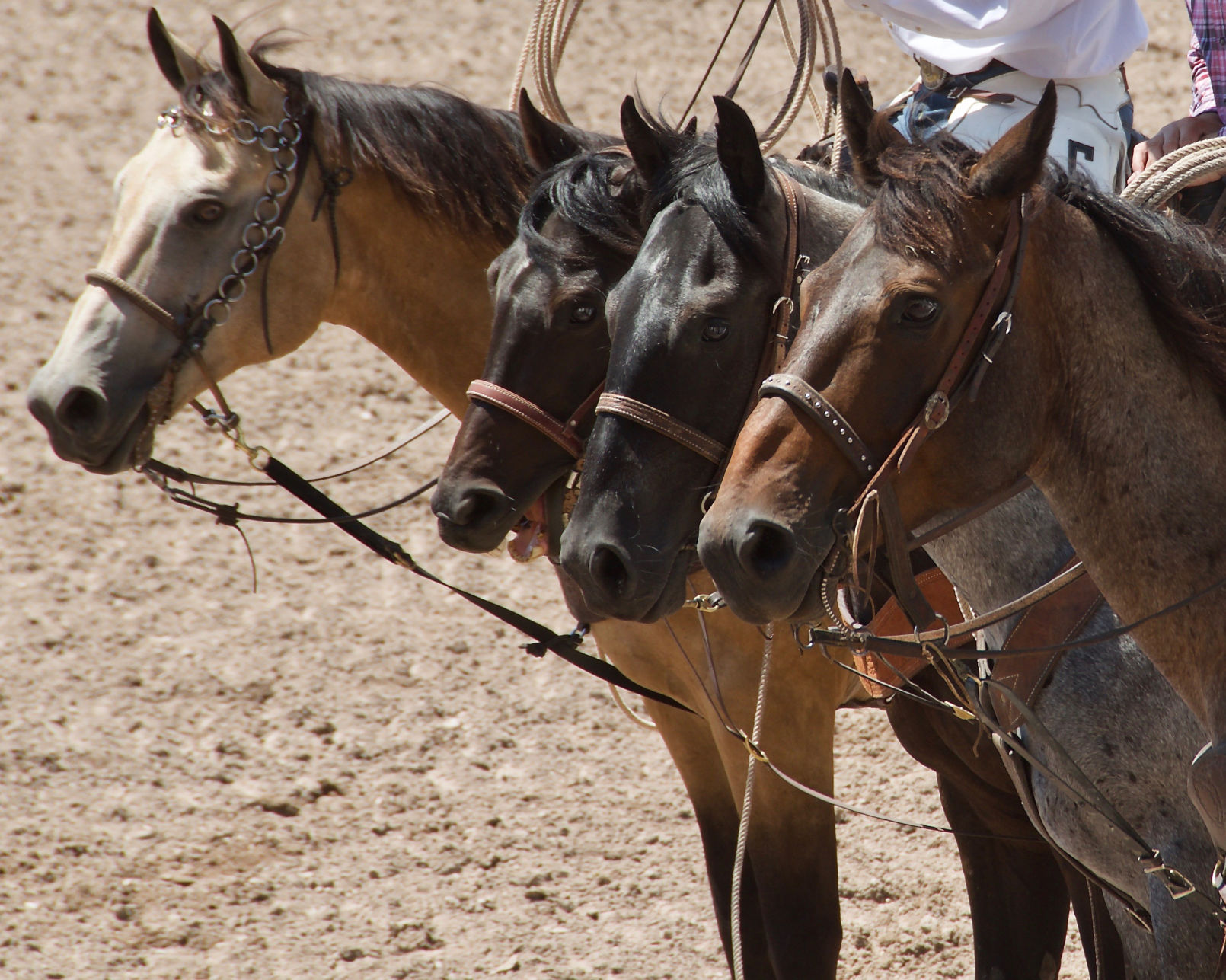 Horses at a rodeo (Journal photo by Jennifer Carrico.)