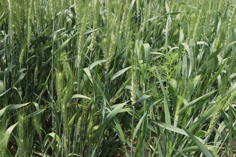 Wheat at the University of Nebraska-Lincoln, High Plains Ag Lab near Sidney. (Photo by Chabella Guzman.)
