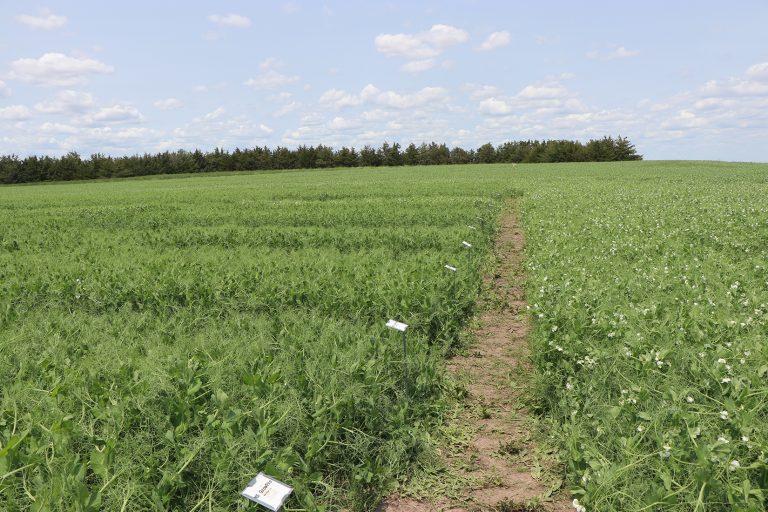 Spring Pea trials at the University of Nebraska-Lincoln High Plains Ag Lab near Sidney, Nebraska. (Photo by Chabella Guzman.)