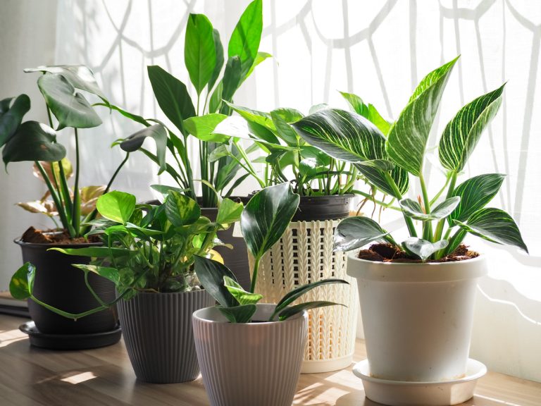 Green Tree in white ceramic pots on the wooden table. (Photo: iStock - Nirunya Juntoomma)