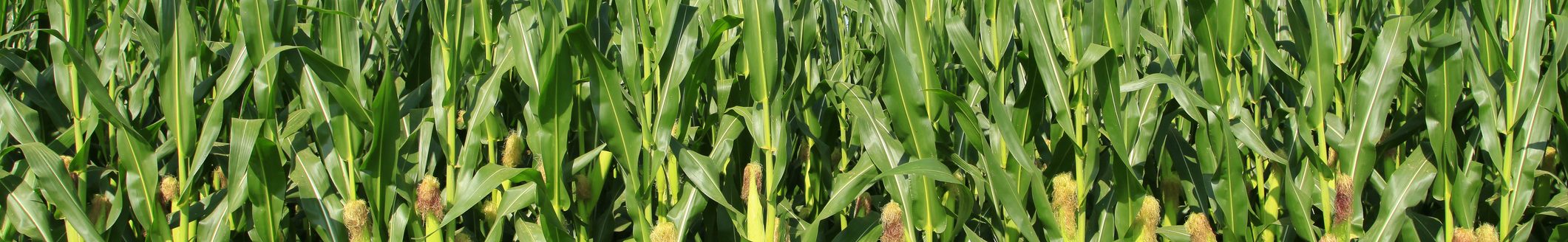 corn field (Photo: iStock - zhengzaishuru)