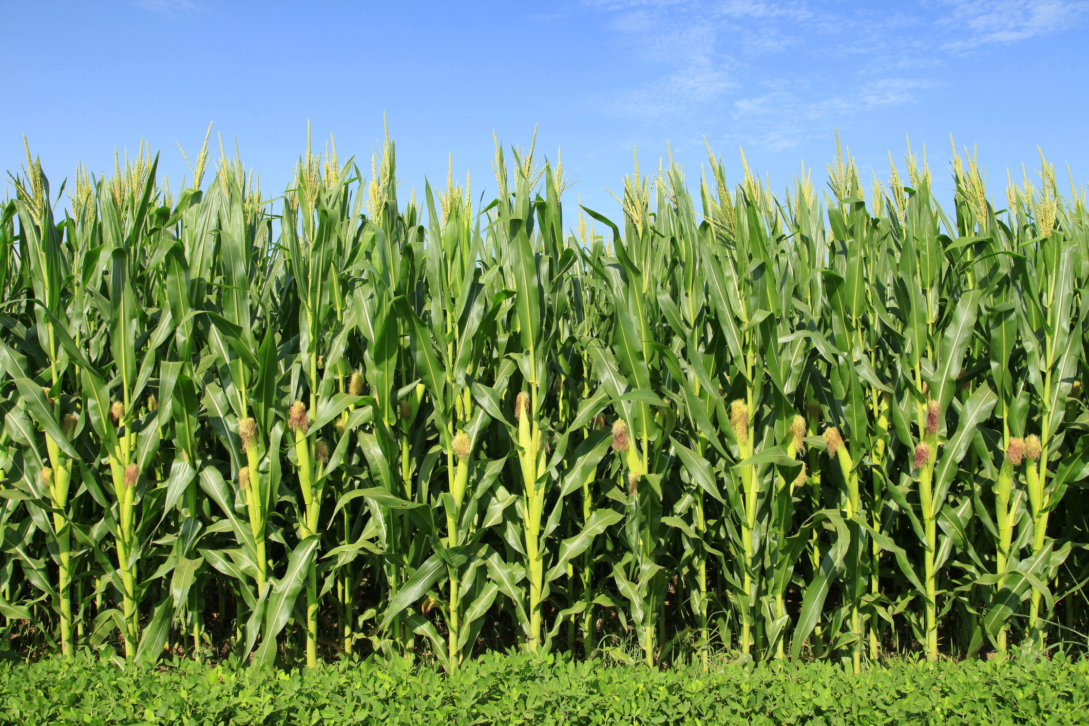 corn field (Photo: iStock - zhengzaishuru)