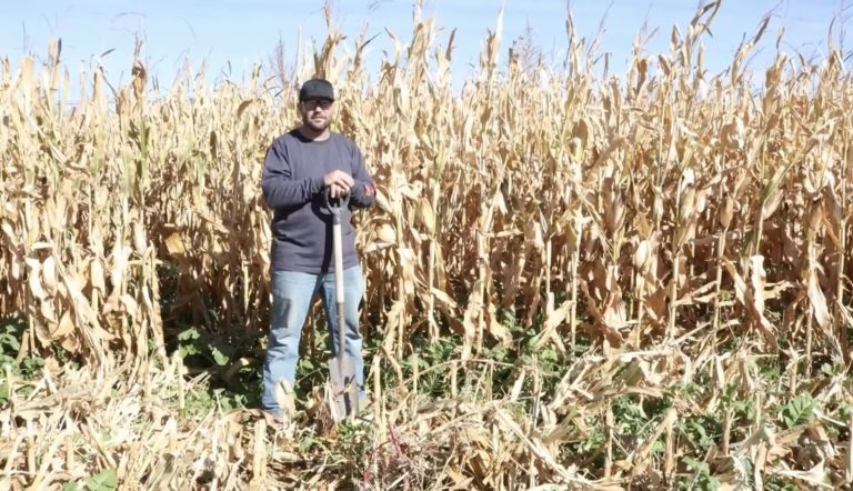 Jay Young uses a different strategy to get corn yields over 200 bushels per acre in western Kansas. (Courtesy photo.)