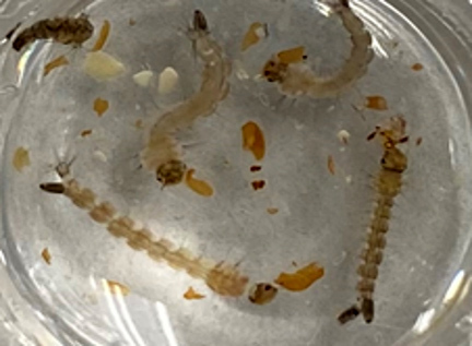 These mosquito larvae are eating a fatal last meal: the seed meal of certain mustard plants, which may offer a biobased approach to controlling the biting pests. (Photo by Lina Flora-Weiler, Agricultural Research Service.)