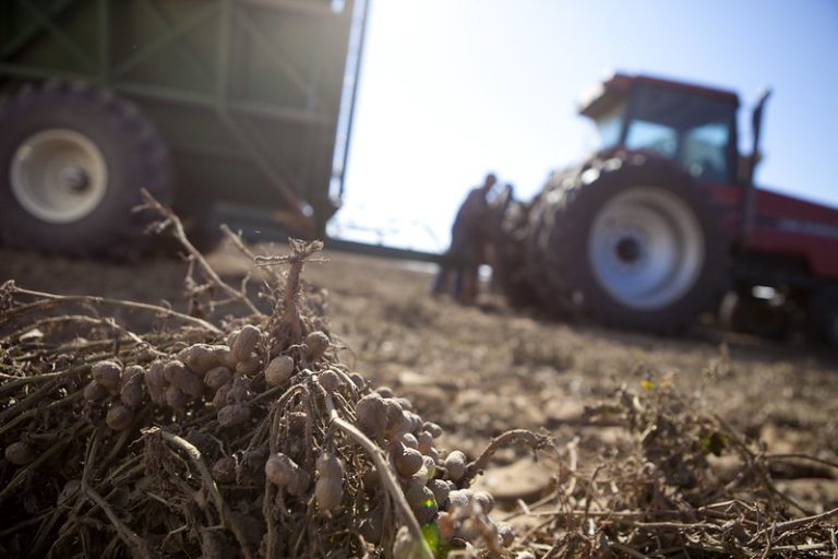 Arkansas farmers planted 35,000 acres in 2023, according to the National Agricultural Statistics Service. The summer's high heat will likely put many growers in the position of harvesting a "split crop." (Division of Agriculture photo.)