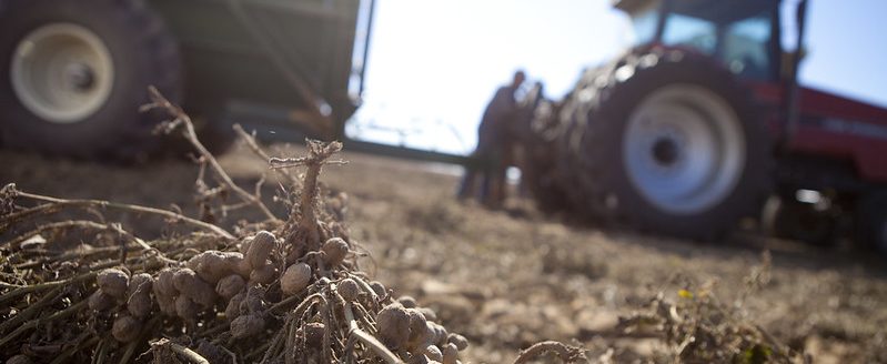 Arkansas farmers planted 35,000 acres in 2023, according to the National Agricultural Statistics Service. The summer's high heat will likely put many growers in the position of harvesting a "split crop." (Division of Agriculture photo.)