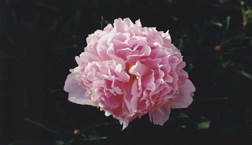 Kansas State University horticulture expert Cynthia Domenghini urges gardeners not to bury peonies too deep, which increases the chance that they may not flower. (Photo courtesy of Kansas State University Research and Extension.)