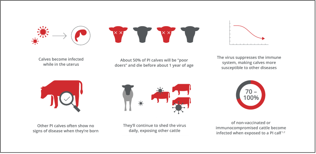 PI calves quietly spread bovine viral diarrhea virus for their entire lifetime. (Graphic courtesy of Boehringer Ingelheim.)