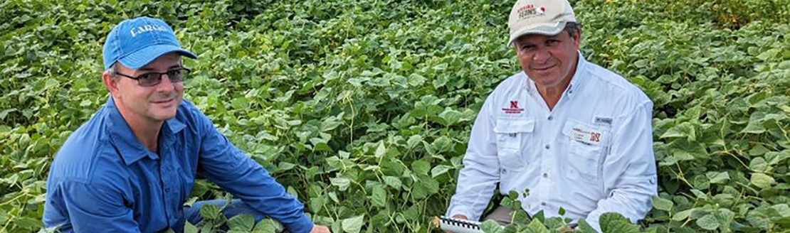 Timothy Porch, research geneticist at U.S. Department of Agriculture-Agricultural Research Service, left, and Carlos Urrea, Nebraska Extension dry bean breeding specialist, scout a plot of dry beans. (Photo by Chelsea Didinger.)