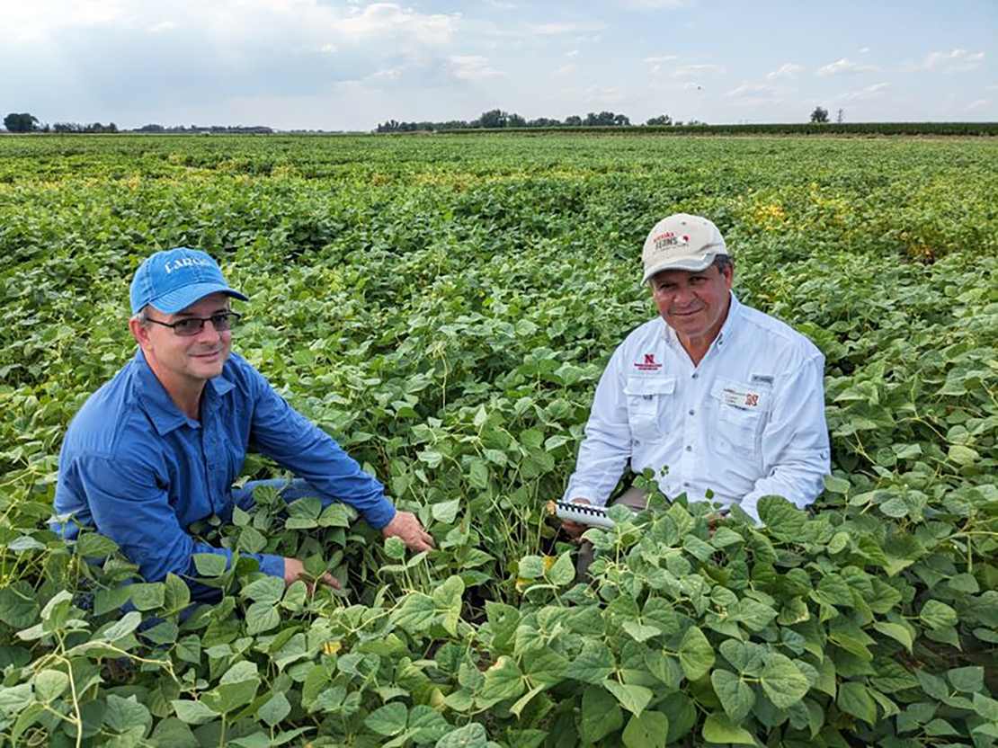 Timothy Porch, research geneticist at U.S. Department of Agriculture-Agricultural Research Service, left, and Carlos Urrea, Nebraska Extension dry bean breeding specialist, scout a plot of dry beans. (Photo by Chelsea Didinger.)