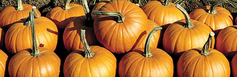 Pumpkins come in many different colors in addition to orange, and they are found in a variety of shapes and sizes. (Photo courtesy of National Garden Bureau Inc.)