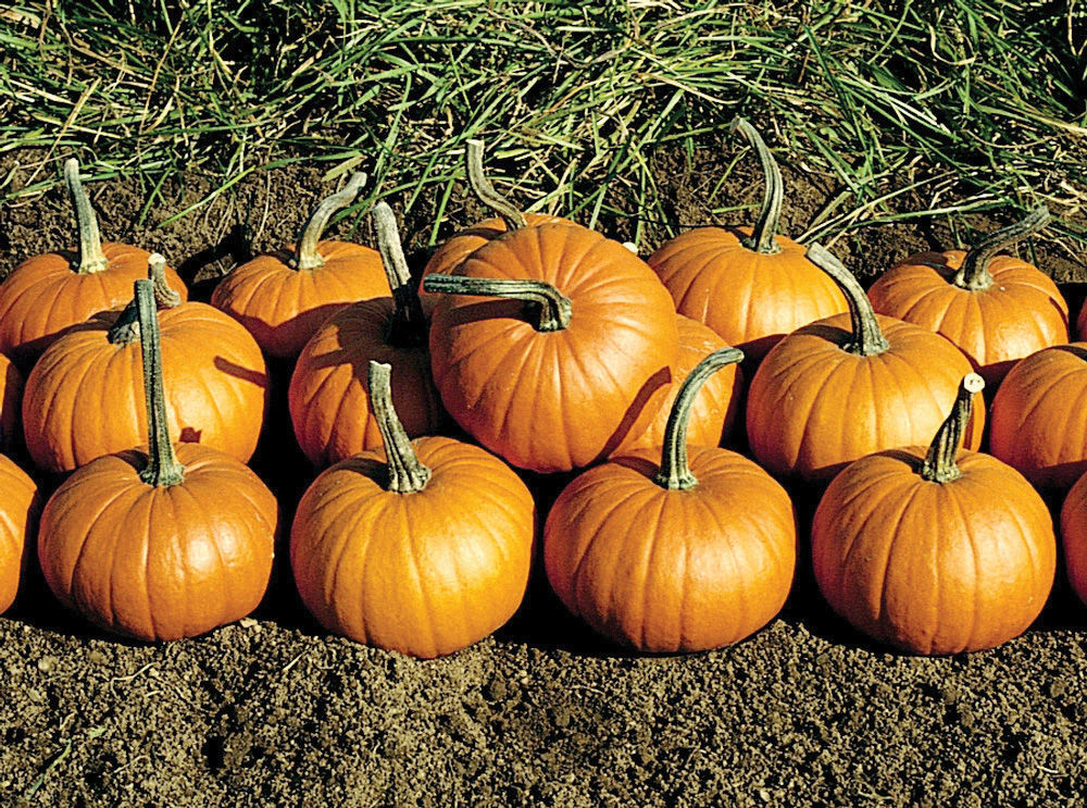 Pumpkins come in many different colors in addition to orange, and they are found in a variety of shapes and sizes. (Photo courtesy of National Garden Bureau Inc.)