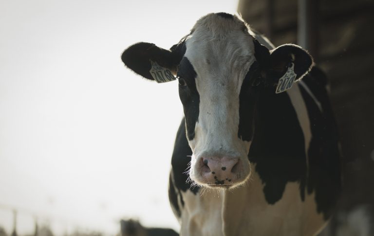 (Photo courtesy of Boehringer Ingelheim.)