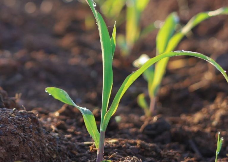 Soil Health
