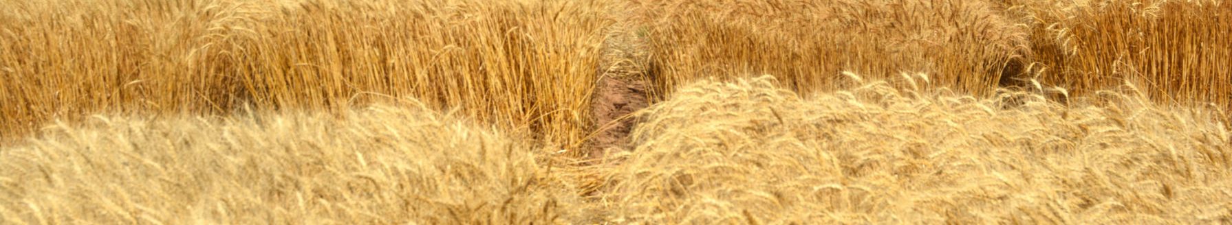 Texas A&M AgriLife Research wheat variety plots near Bushland will provide good yield data. (Texas A&M AgriLife Communications courtesy photo by Kay Ledbetter.)