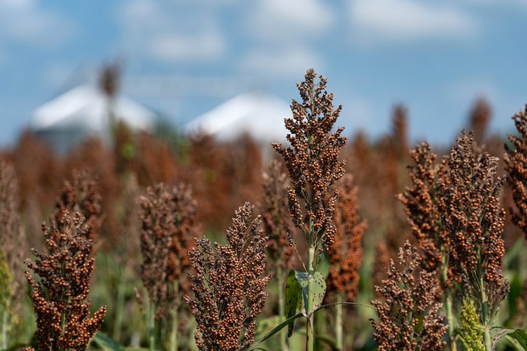 Traditional corn silage, while energy-rich, demands more water than sorghum. However, recent research by Texas A&M AgriLife experts suggests that male-sterile sorghum hybrids could offer a solution. (Texas A&M AgriLife photo by Laura McKenzie)