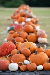 Pumpkins come in many shapes, sizes and colors, but they all flower, and that technically makes them a fruit. (Texas A&M AgriLife photo by Laura McKenzie)