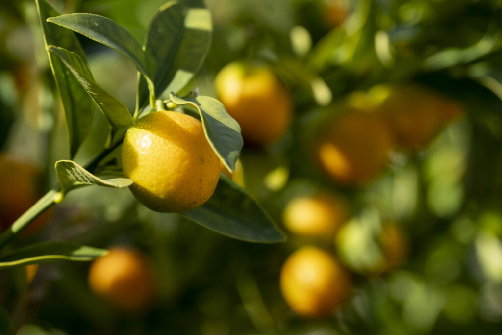 Texas orange production is expected to be hurt by drought, prompting an increase in price and decrease in supplies due to the 2022 hurricanes and drought. (Photo by Laura McKenzie, Texas A&M AgriLife.)