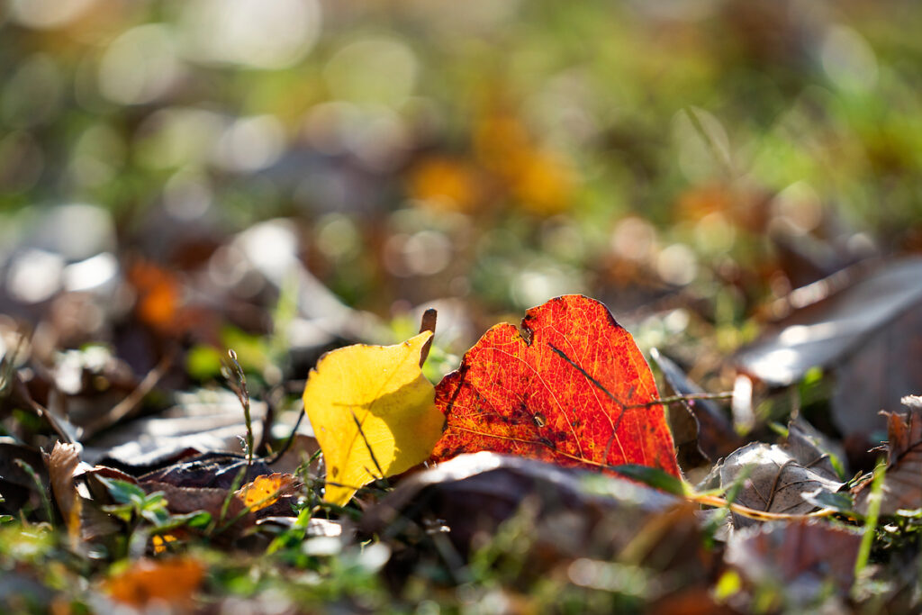 Use fallen leaves mixed with the proper amount of soil for a garden compost pile. (Photo by Laura McKenzie, Texas A&M AgriLife.)