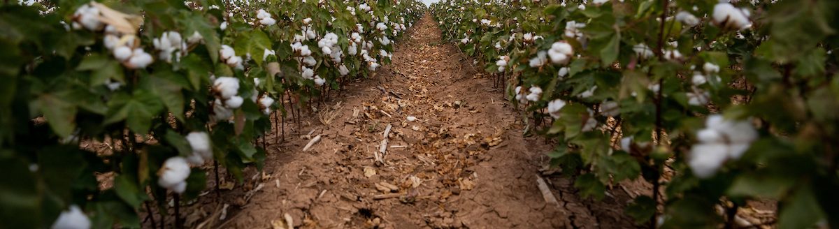 Cotton producers struggling with available water after drought can maximize crop yields from limited water with some planning and implementation of variable deficit irrigation. (Texas A&M AgriLife photo by Sam Craft)