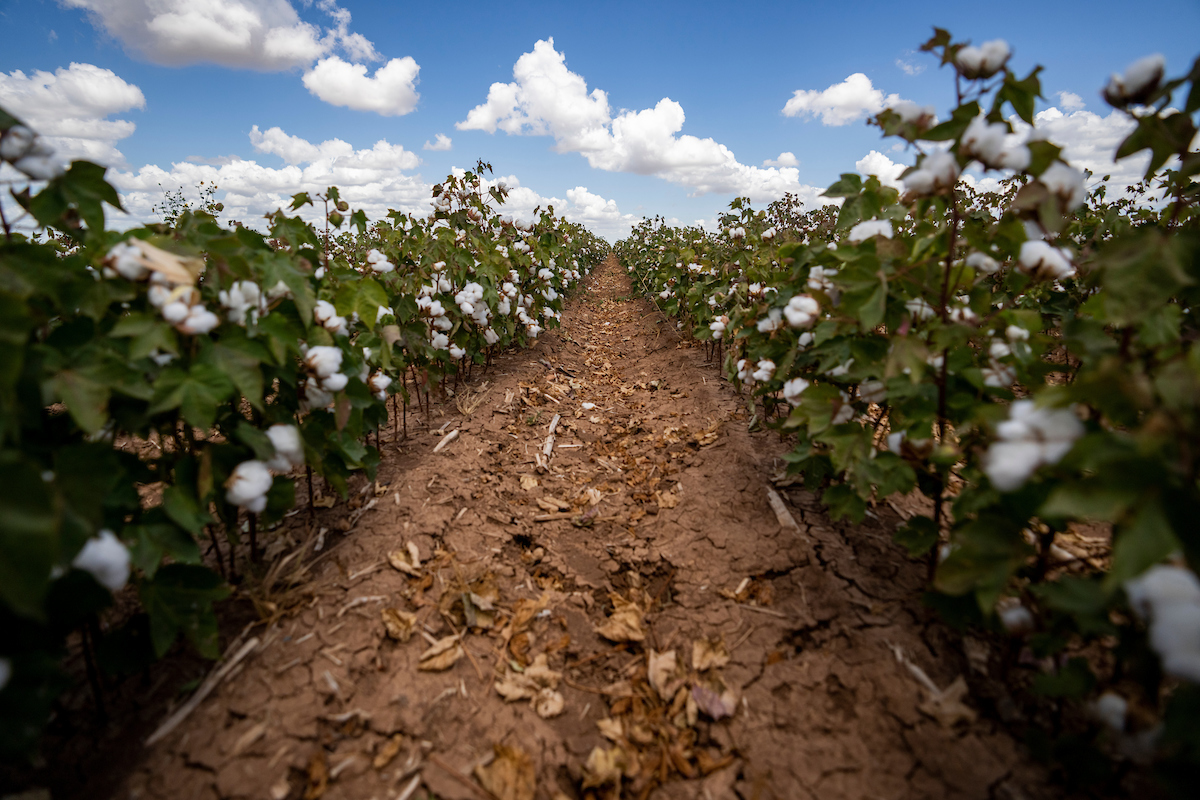 Cotton producers struggling with available water after drought can maximize crop yields from limited water with some planning and implementation of variable deficit irrigation. (Texas A&M AgriLife photo by Sam Craft)