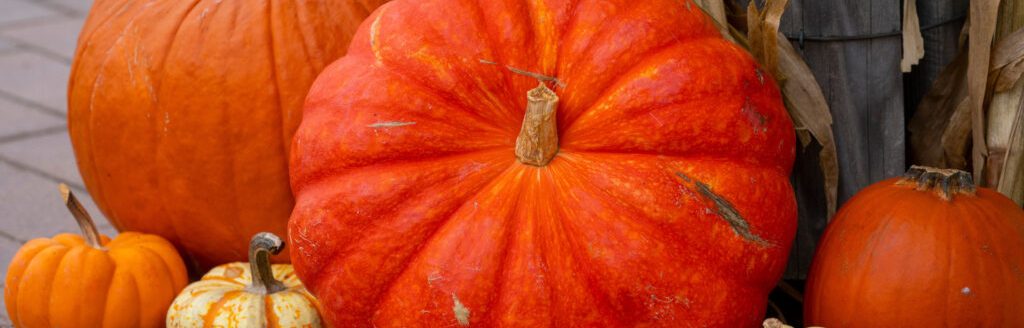 Lack or rain and extreme heat has caused pumpkin production yields to be extremely low. (Photo by Michael Miller, Texas A&M AgriLife.)