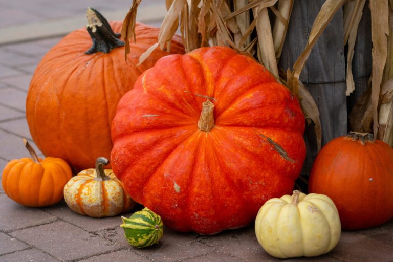 Lack or rain and extreme heat has caused pumpkin production yields to be extremely low. (Photo by Michael Miller, Texas A&M AgriLife.)