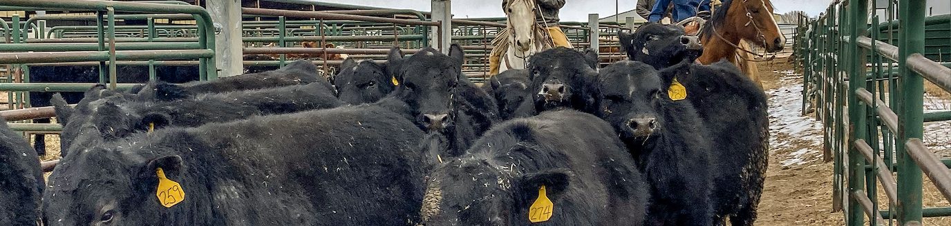 Pictured from left to right: Nick Wade, Tyler Anderson and Crue Chivers move a group of Angus bulls at Laramie Research and Extension Center during the inaugural University of Wyoming High Altitude Bull Test. (Photo by Ben Hollinger.)