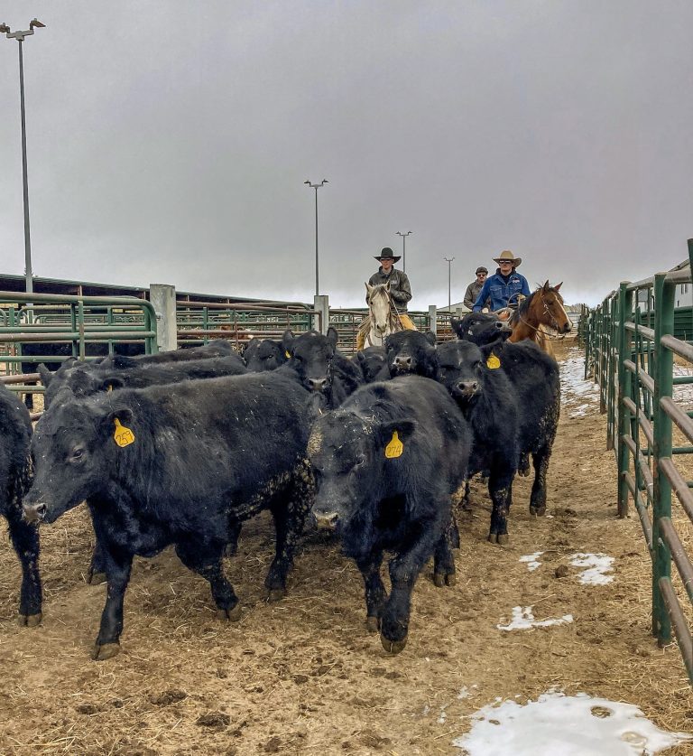 Pictured from left to right: Nick Wade, Tyler Anderson and Crue Chivers move a group of Angus bulls at Laramie Research and Extension Center during the inaugural University of Wyoming High Altitude Bull Test. (Photo by Ben Hollinger.)