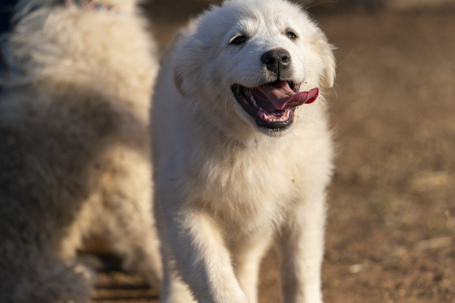 Livestock guardian dogs provide ranchers with a way to combat predators. (Texas A&M AgriLife photo by Michael Miller)