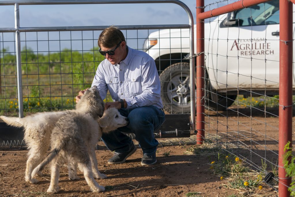 (Texas A&M AgriLife photo by Michael Miller)