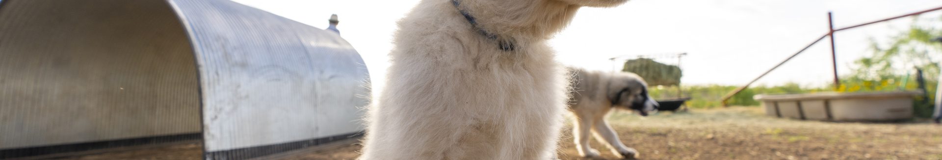 (Texas A&M AgriLife photo by Michael Miller)