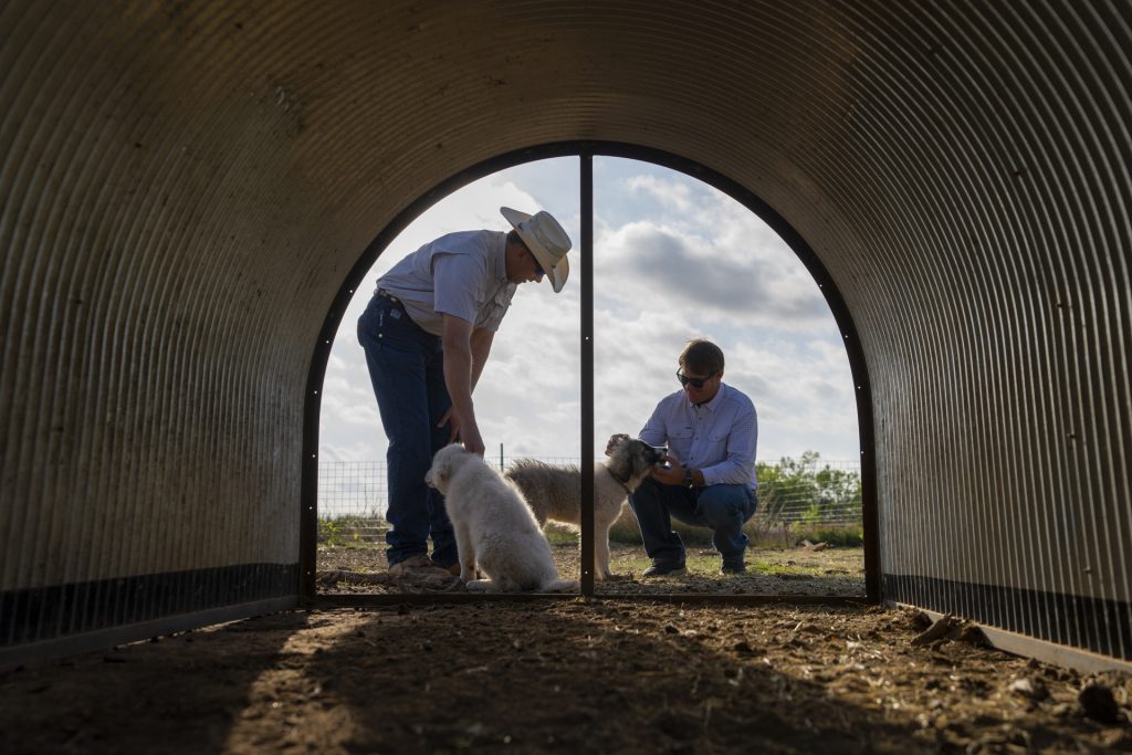 The livestock guardian dogs are raised from an early age with the livestock they will be protecting in order to form a bond. (Texas A&M AgriLife photo by Michael Miller)