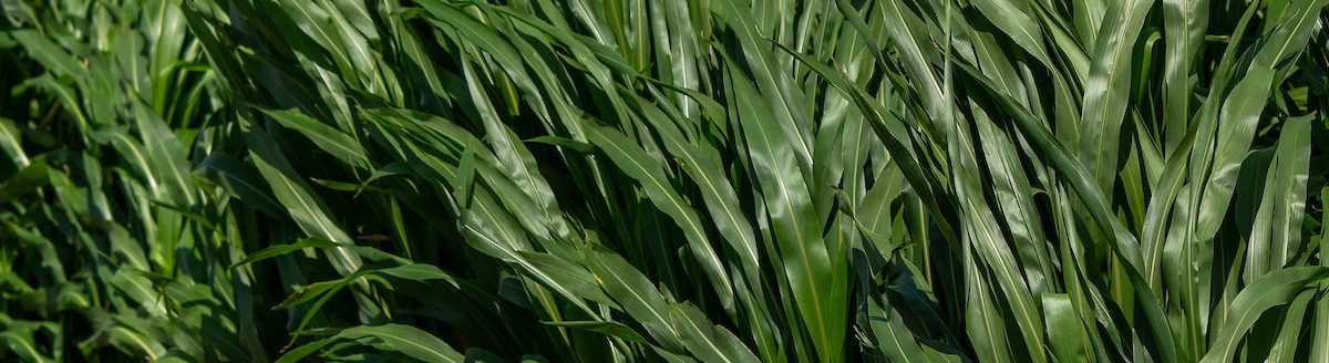 Research to develop biobased feedstock cropping systems that prioritize both water and carbon resiliency offer a sustainable solution for a bioeconomy. (Texas A&M AgriLife photo by Michael Miller)