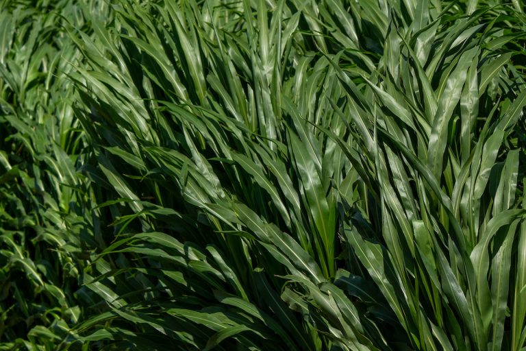Research to develop biobased feedstock cropping systems that prioritize both water and carbon resiliency offer a sustainable solution for a bioeconomy. (Texas A&M AgriLife photo by Michael Miller)