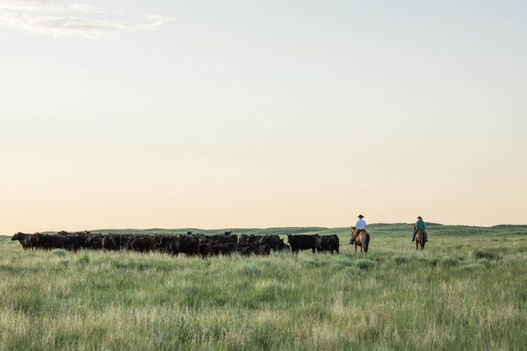 (Photo courtesy of Certified Angus Beef.)