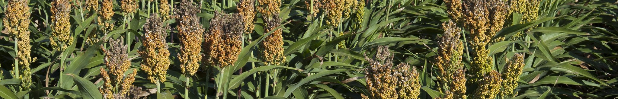 Peanut, sorghum (pictured) and pearl millet are part of the local cuisine in much of Africa and work together to create a resilient rotation for farmers, and nutritious diet for consumers. (Photo: Kansas State University Research and Extension news service.)