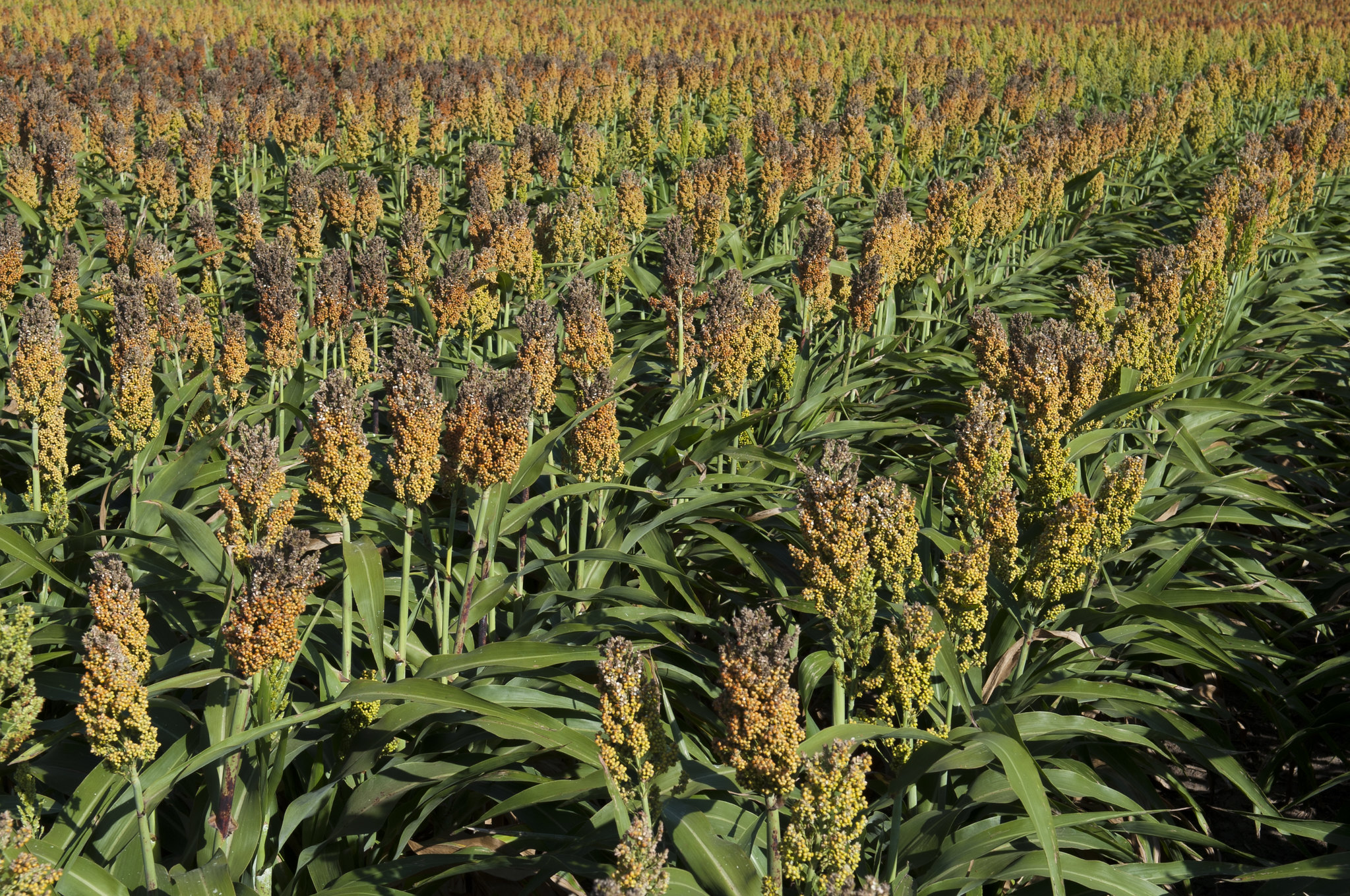 Peanut, sorghum (pictured) and pearl millet are part of the local cuisine in much of Africa and work together to create a resilient rotation for farmers, and nutritious diet for consumers. (Photo: Kansas State University Research and Extension news service.)