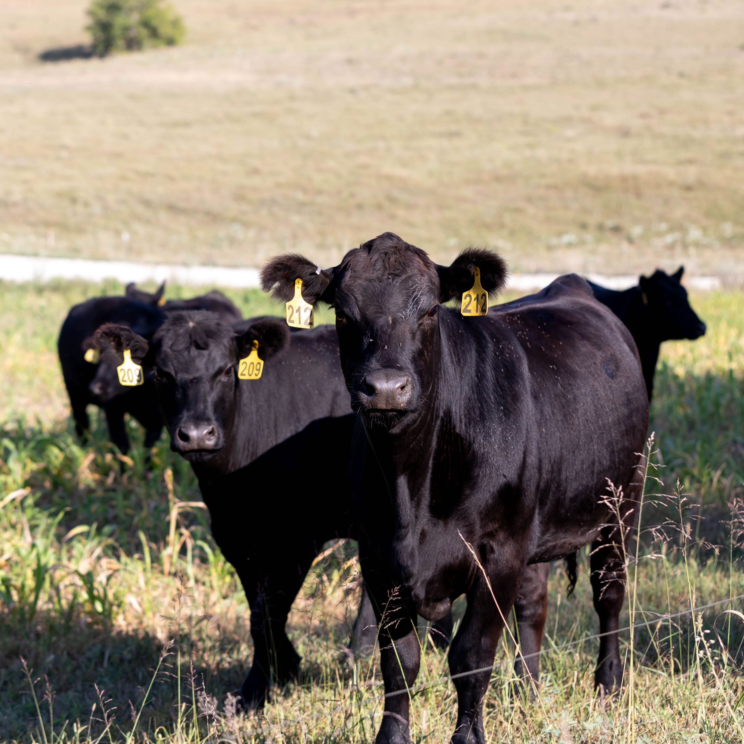 The average age of the herd can be a factor to consider when making culling decisions. (Photo courtesy of Kansas State University Research and Extension.)