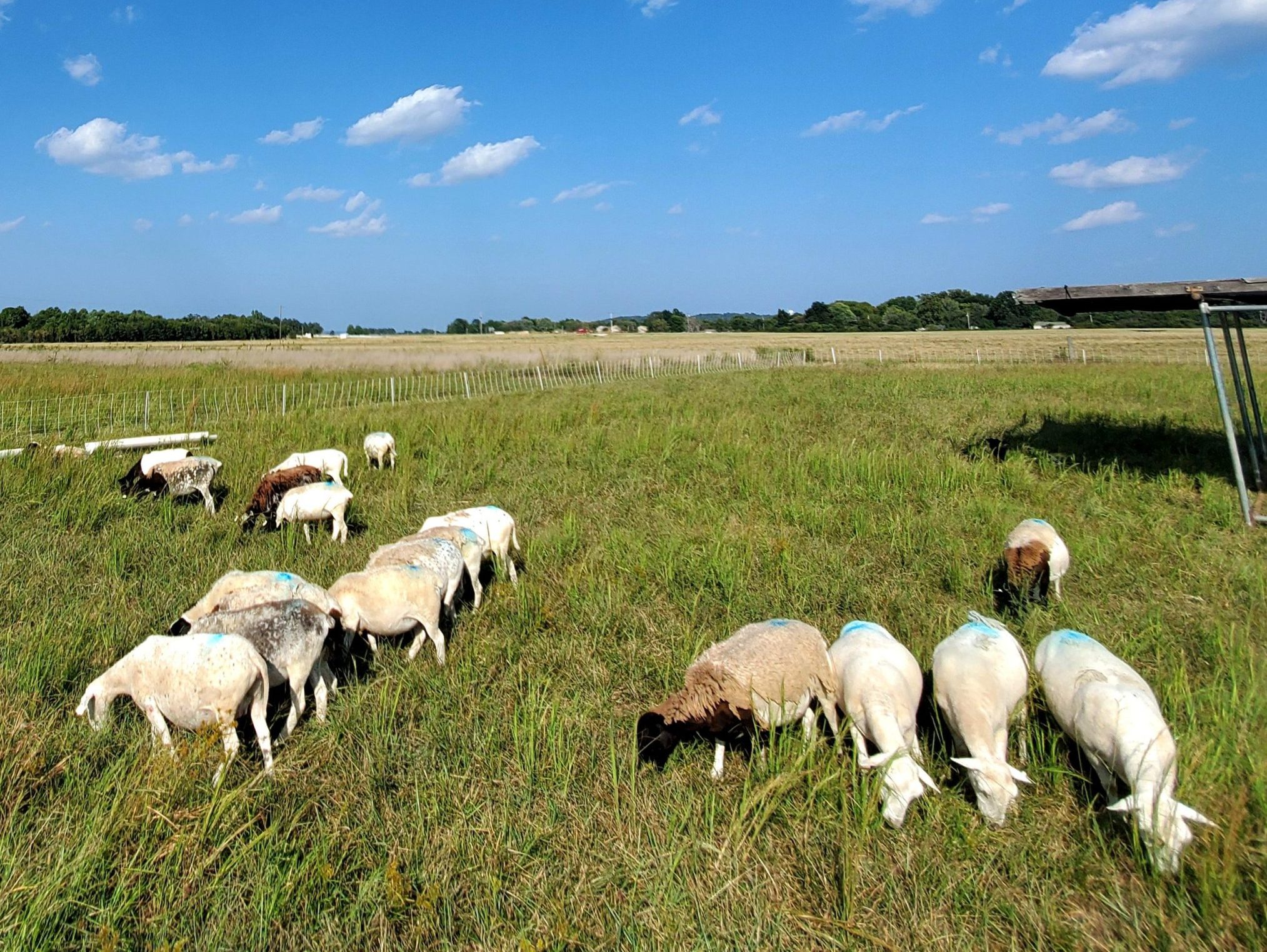 Sheep graze at the Milo J. Shult Agricultural Research and Extension Center in Fayetteville, site of the Oct. 28 Northwest Arkansas Small Ruminants Field Day. (U of A System Division of Agriculture photo.)