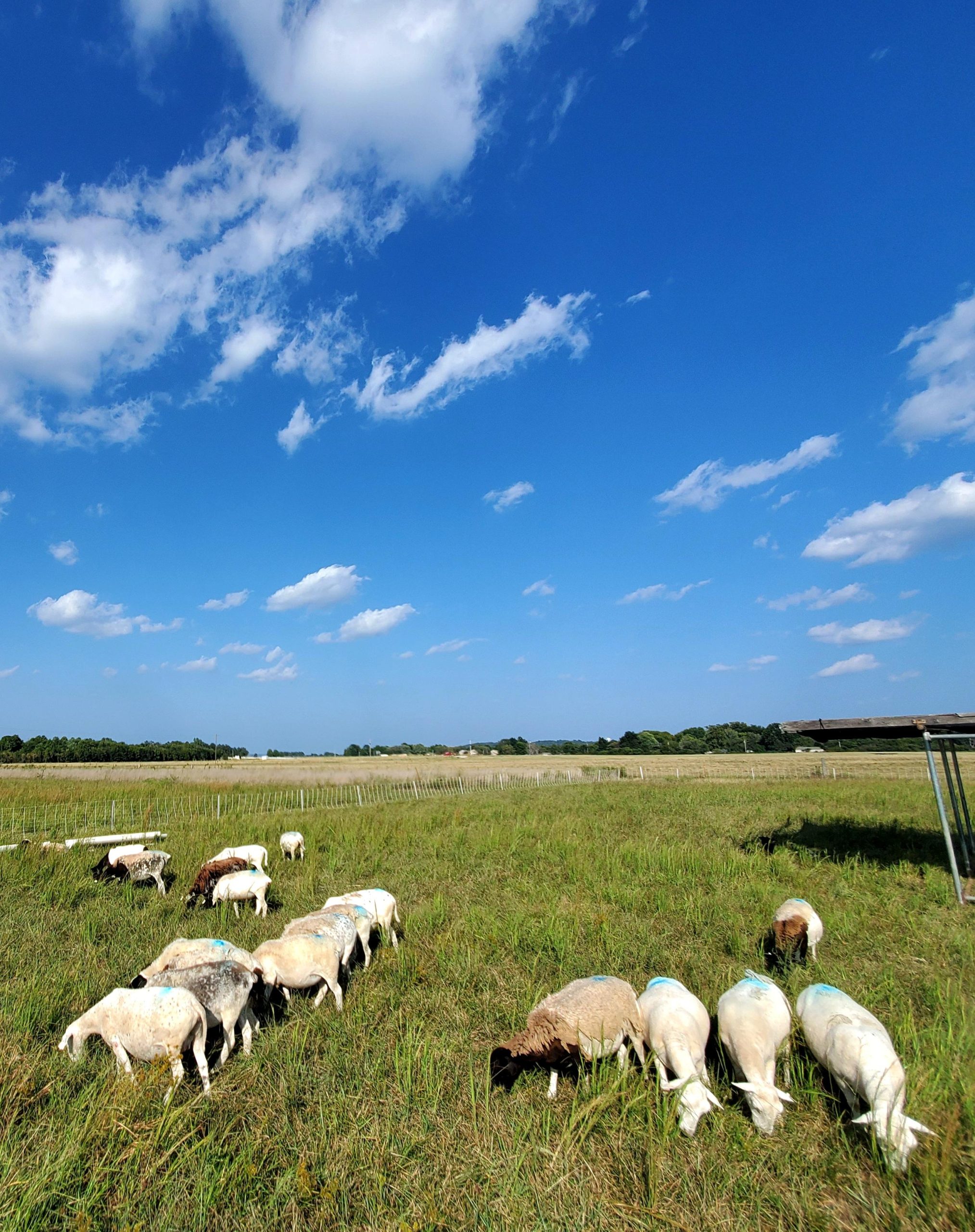 Sheep graze at the Milo J. Shult Agricultural Research and Extension Center in Fayetteville, site of the Oct. 28 Northwest Arkansas Small Ruminants Field Day. (U of A System Division of Agriculture photo.)