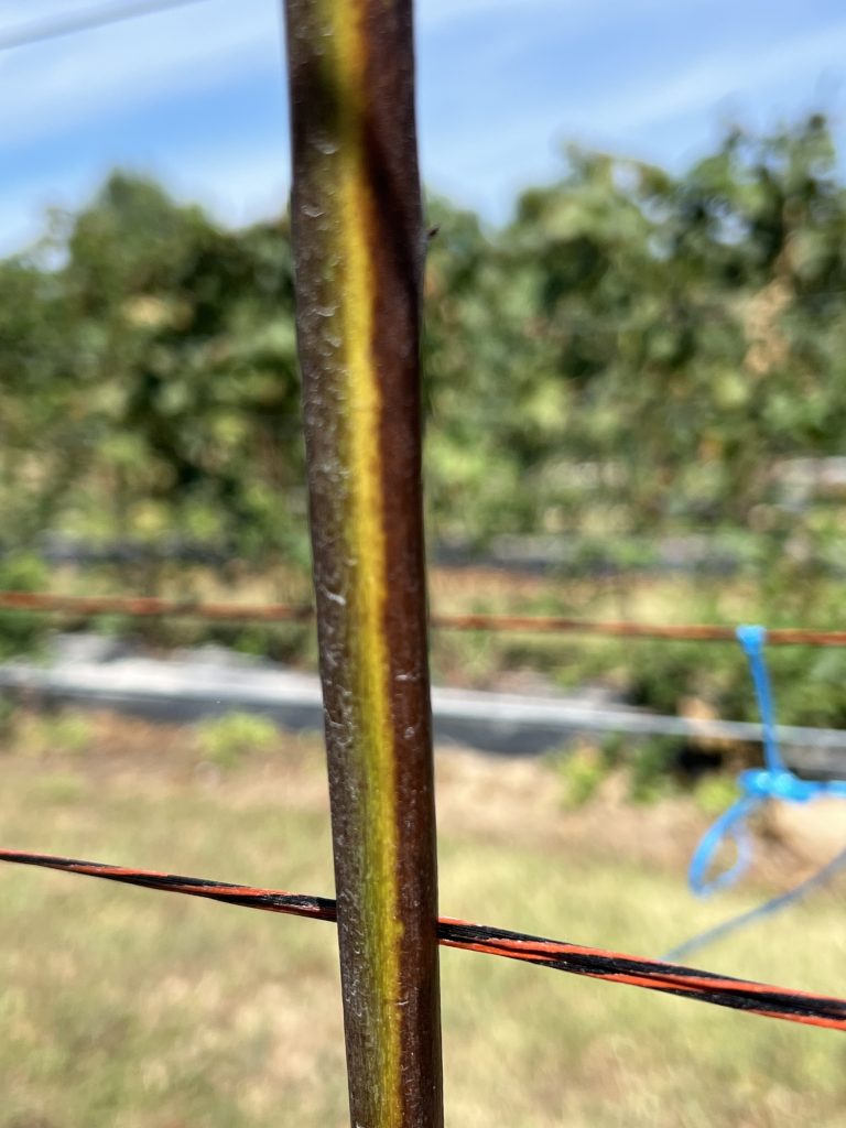 (Photo by Aaron Cato, University of Arkansas System Division of Agriculture.)