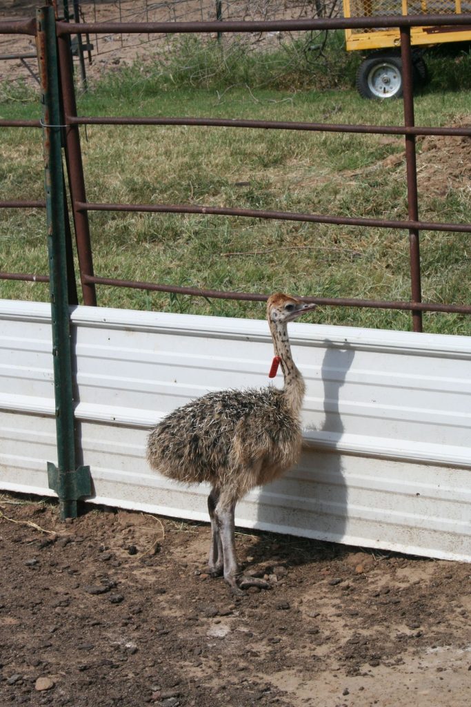 Ostrich chicks gain about a pound a day until they are about 7-8 months old. Males and females are indistinguishable until they reach a year when males begin to grow black plumage. (Journal photo by Lacey Newlin.)