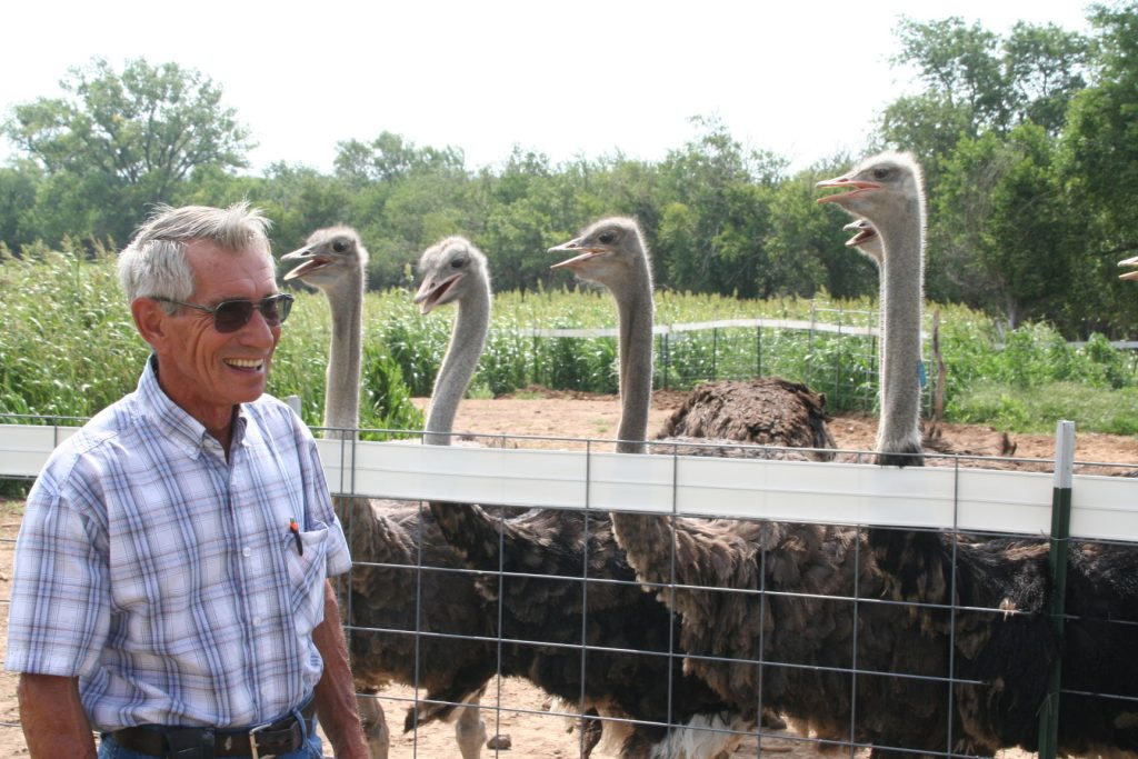 Stan Barenberg estimates his operation raises almost 8,000 pounds of ostrich meat a year on only 5 acres of land. With a herd of 80 birds, he has quite the flock.(Journal photo by Lacey Newlin.)