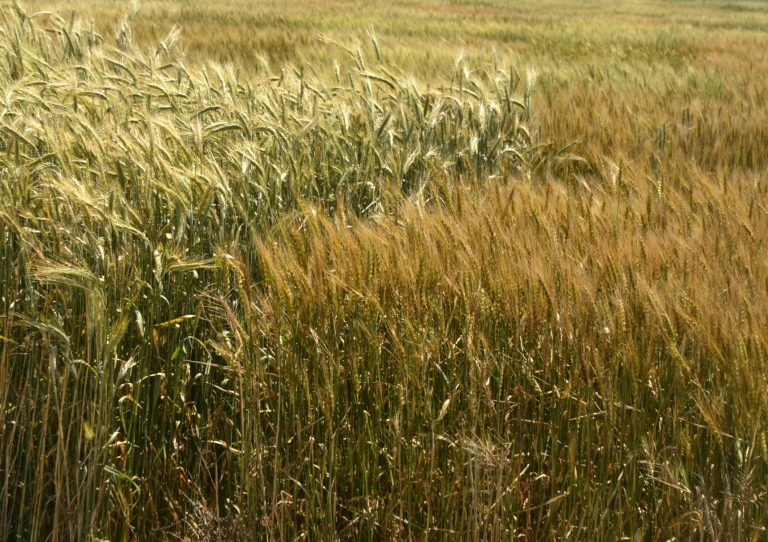 Wheat trials across the state provide a firsthand look at how different varieties perform in different regions. (Texas A&M AgriLife Communications courtesy photo.)