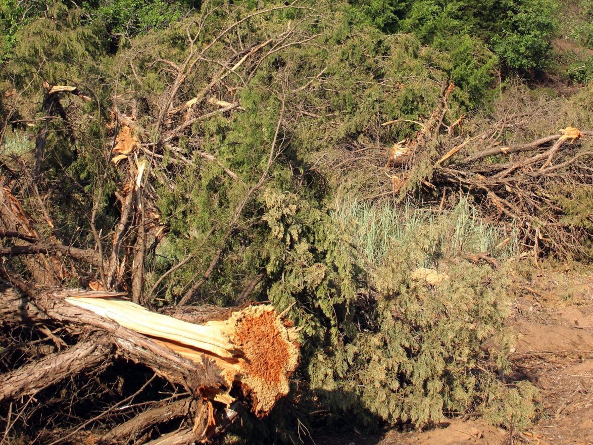 The disruptive invasion of cedar trees, such as eastern redcedar, blueberry juniper and redberry juniper, has become a major issue for rangelands, wildlife and landowners. Keeping cedar trees from taking over entire areas can make a significant difference in plant and wildlife diversity and wildfire suppression, as well as the productivity of the land itself. (Journal photo by Lacey Newlin.)