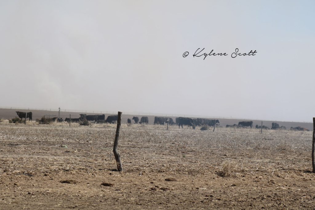 Cattle on the Scott farm find a non-charred spot to rest March 7. A wildfire devestated the farmstead in northern Clark County March 6. (Journal photo by Kylene Scott.)