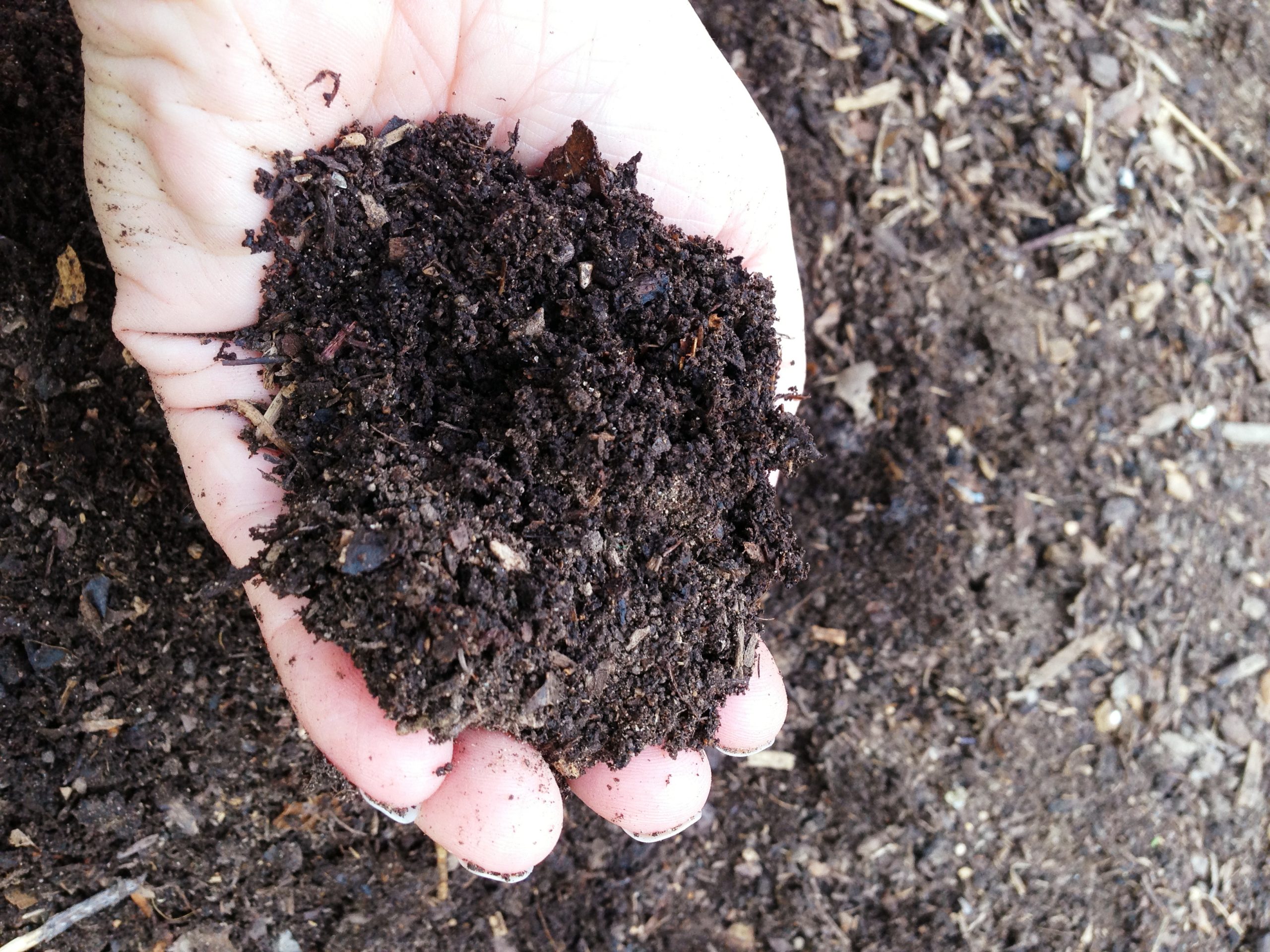 What fine compost looks like. (Photo by Katie Teague, University of Arkansas System Division of Agriculture.)
