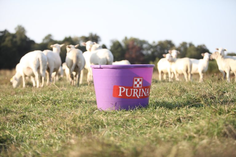 Purina Animal Nutrition. (Courtesy photo.)