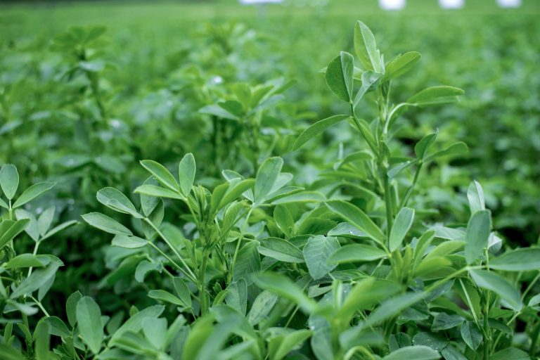 A forage alfalfa field. (Courtesy photo.)